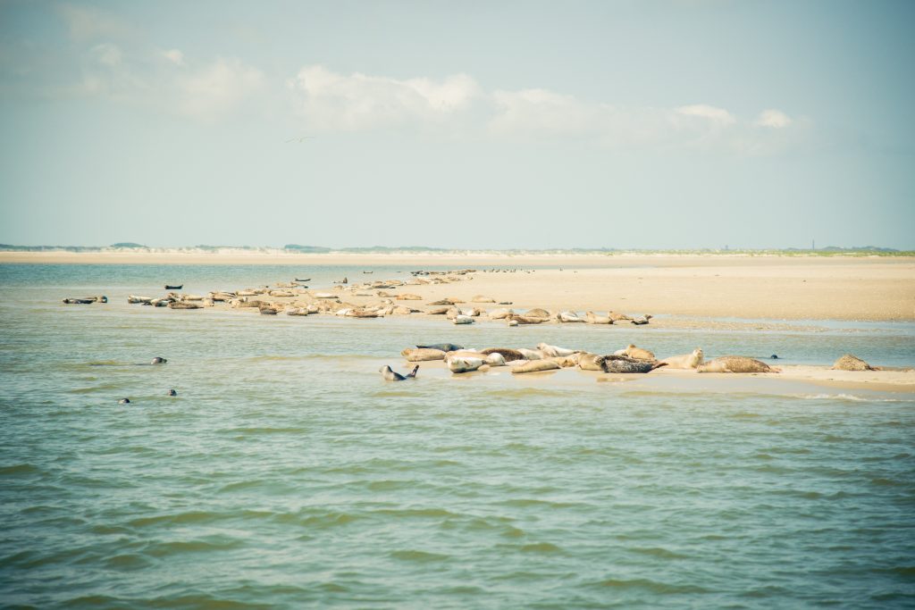 Juist, Nordsee, Seehundbänke