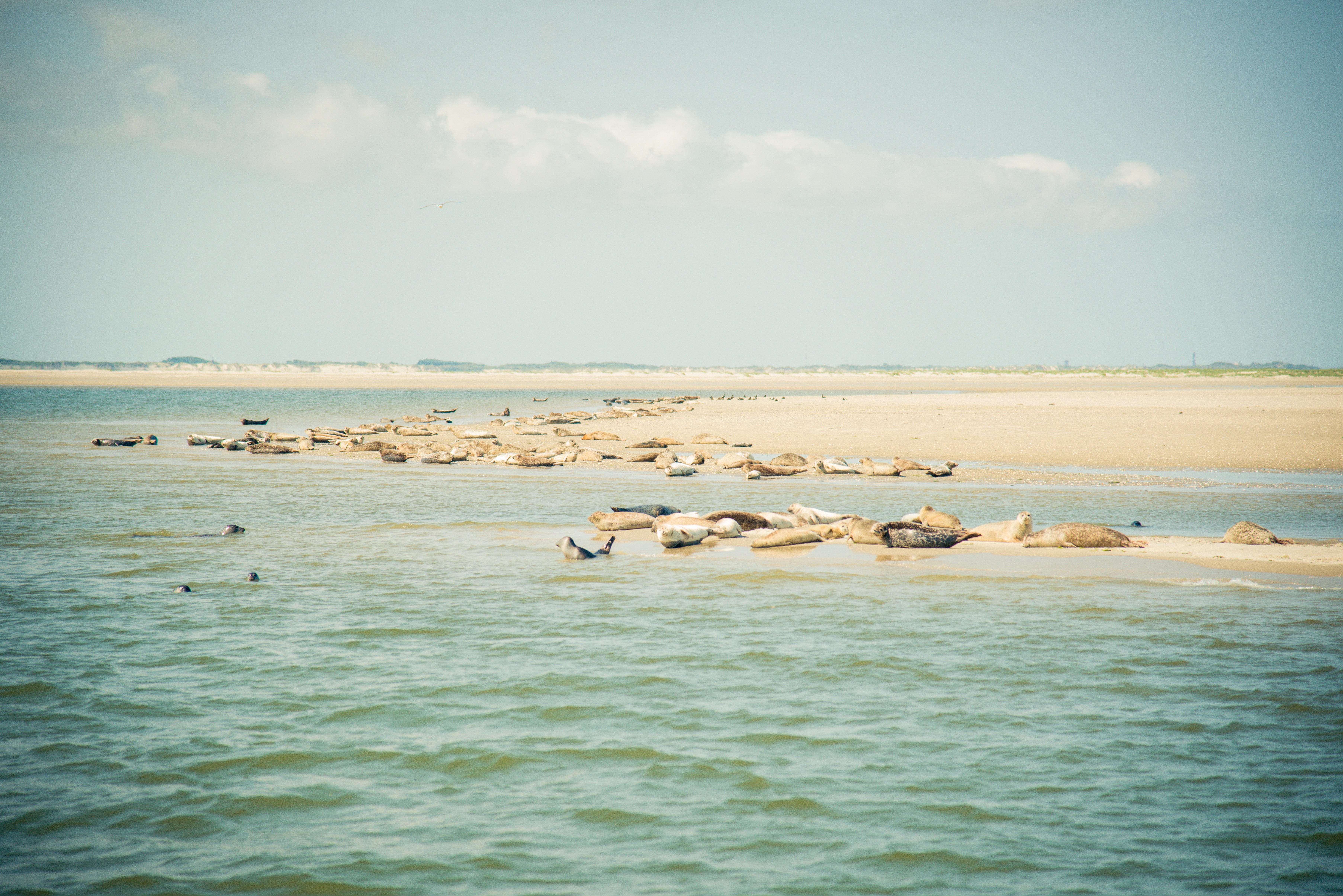 Juist, Nordsee, Seehundbänke