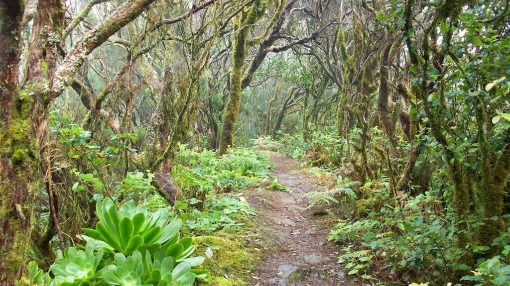 Ein schmaler, gewundener Pfad führt durch einen uralten, grünen Lorbeerwald auf Teneriffa mit moosbewachsenen, knorrigen Bäumen und dichtem Unterholz, wodurch eine ruhige, mystische Atmosphäre entsteht.