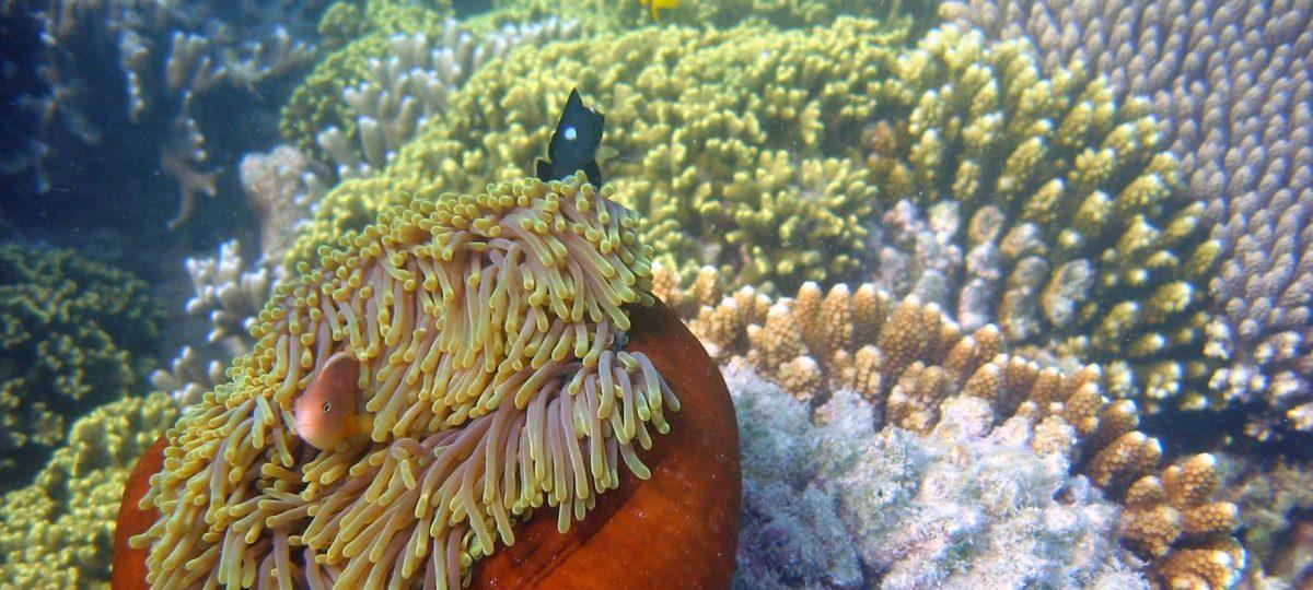 Dive hotels Tanzania