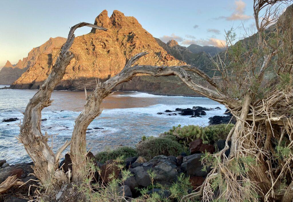 Ein knorriger, gewundener Baum umrahmt einen malerischen Blick auf die Küste der Dos Hermanos-Berge in der Nähe von Punta el Hidalgo im Norden Teneriffas, die vom Sonnenuntergang beleuchtet werden. Wellen brechen sich am Ufer und vermitteln eine ruhige, natürliche Atmosphäre.