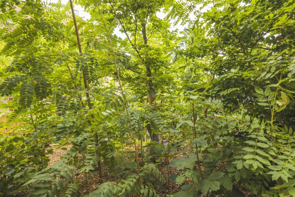 Das dichte grüne Laubwerk des Minwaldes des Hotels Luise füllt das Bild und zeigt hohe Bäume und Sträucher mit üppigen Blättern. Das Sonnenlicht fällt hindurch und schafft eine ruhige, lebendige Atmosphäre.