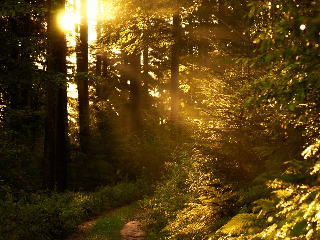 Sonnenlicht fällt durch den üppigen Schwarzwald und erzeugt goldene Lichtstrahlen auf einem schmalen Pfad. Die ruhige und warme Szenerie strahlt Gelassenheit und natürliche Schönheit aus.