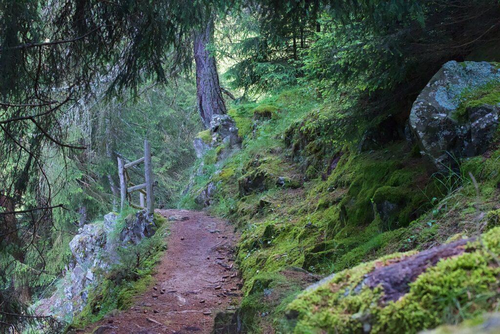 Ein ruhiger Waldweg in Südtirol bei Naturns mit erdigen Farbtönen schlängelt sich durch üppiges Grün und moosbedeckte Felsen. Die Szene wirkt unter dem fleckigen Sonnenlicht ruhig und einladend.