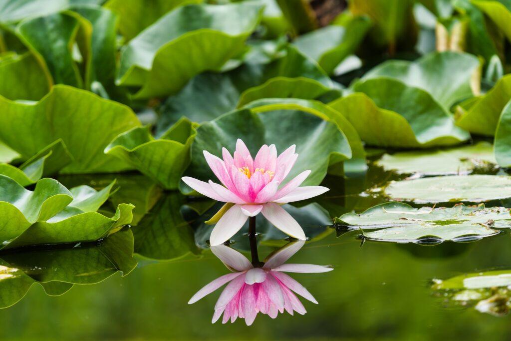 Eine rosa Seerose schwimmt ruhig auf dem Teich des veganen Hotels LA VIMEA in Südtirol, umgeben von üppig grünen Blättern. Ihr Spiegelbild schimmert im ruhigen Wasser und strahlt Gelassenheit aus.