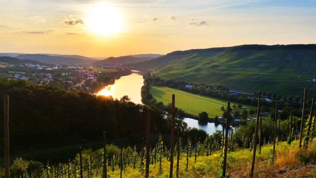 A view of the Moselle with vineyards in the foreground and a village on the riverbank at sunset