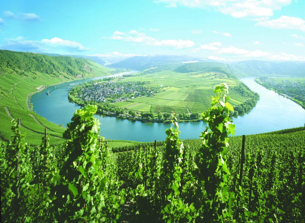View of the Moselle loop near Bernkastel-Kues, with vineyards in the foreground and the river winding in a loop around a wooded headland