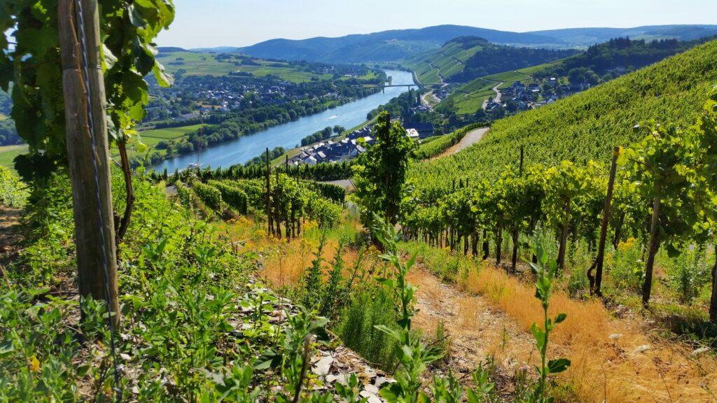 View from a vineyard of the Moselle Valley, with the river, vineyards, and a village in the background