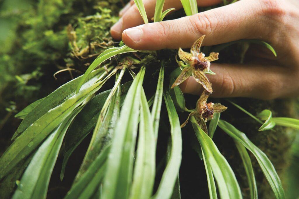 Nahaufnahme einer Hand, die sanft dünne grüne Blätter und zarte kleine Orchideen mit braunen Blütenblättern berührt, vor einem üppigen, lebendigen Hintergrund aus Moos.