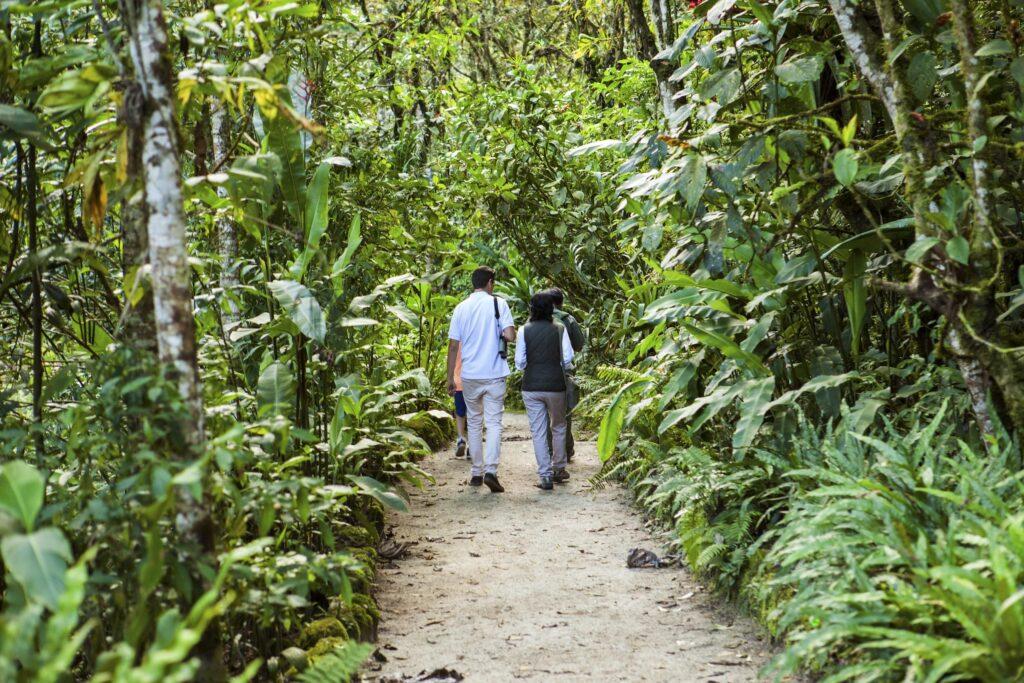 Zwei Menschen spazieren einen üppig bewachsenen Waldweg entlang, umgeben von dichtem Laubwerk und hohen Bäumen, der ein Gefühl der Ruhe und Entdeckungslust vermittelt.