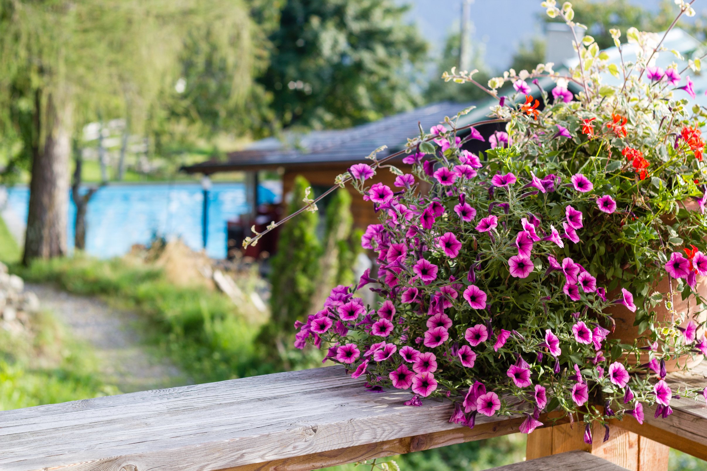Biohotel Grafenast-Flowers