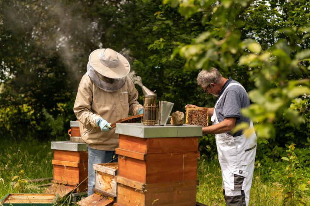 Bienenhaltung im nachhaltigen Hotel STURM in Deutschland