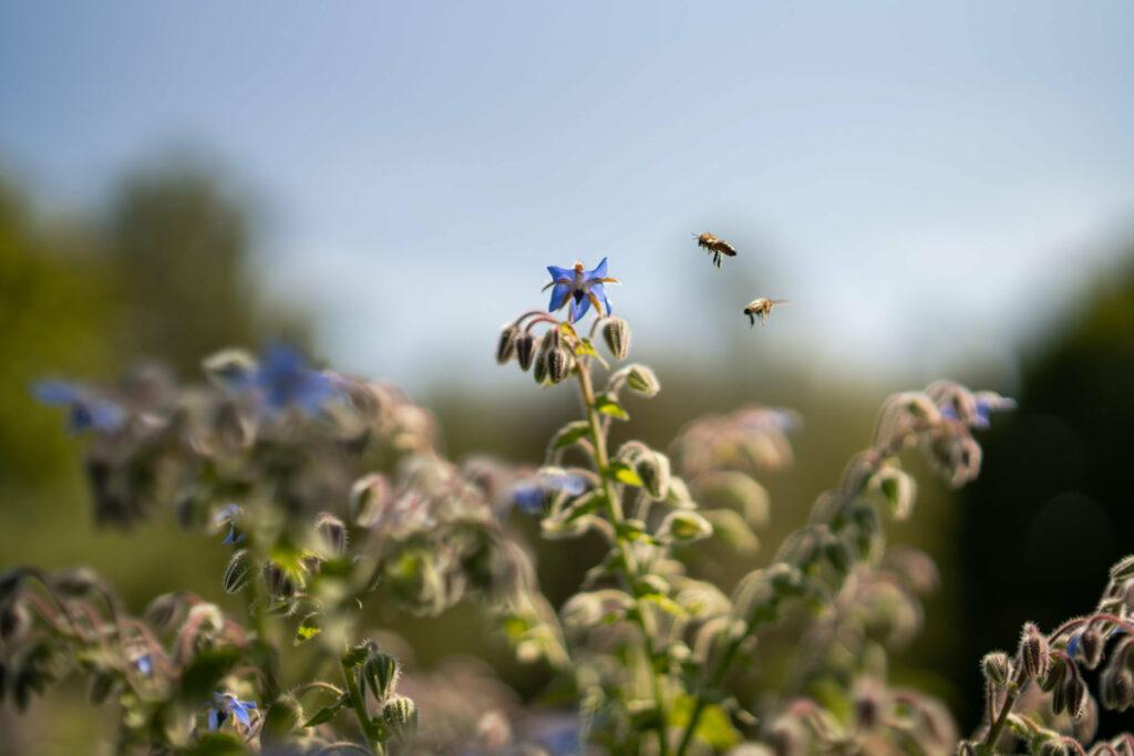 Nachhaltiger Urlaub im Hotel STURM in der Rhön: Natur-Detail mit Blümchen