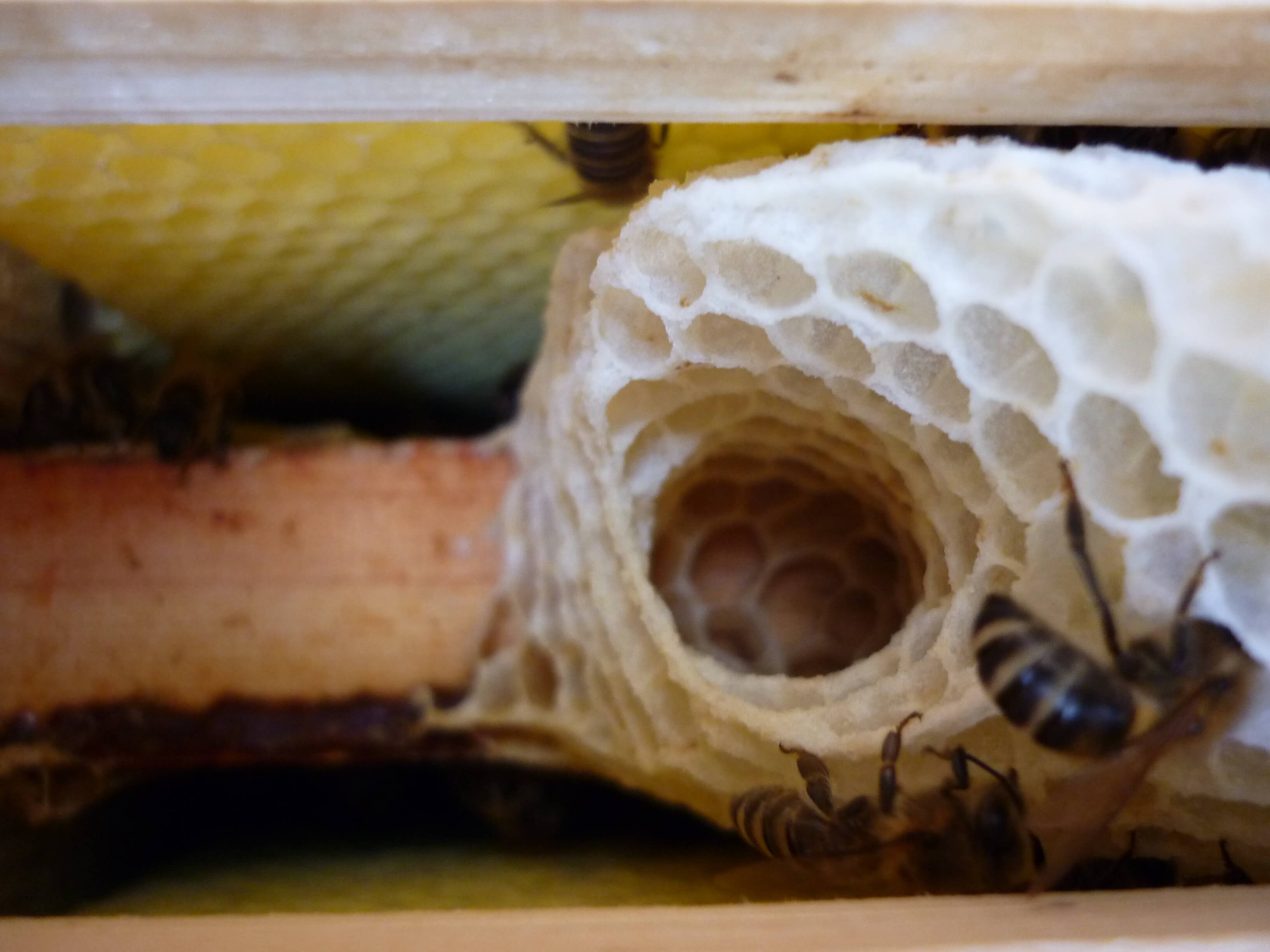 paul rinner-bee -keeper-south tyrol