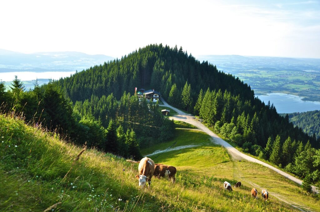 Kühe weiden auf einem sonnenbeschienenen Berg mit üppigem Gras, der zu einem bewaldeten Gipfel führt. Ein gewundener Pfad und die Rohrkopfhütte sind zu sehen, von denen aus man einen ruhigen Blick auf den See hat.