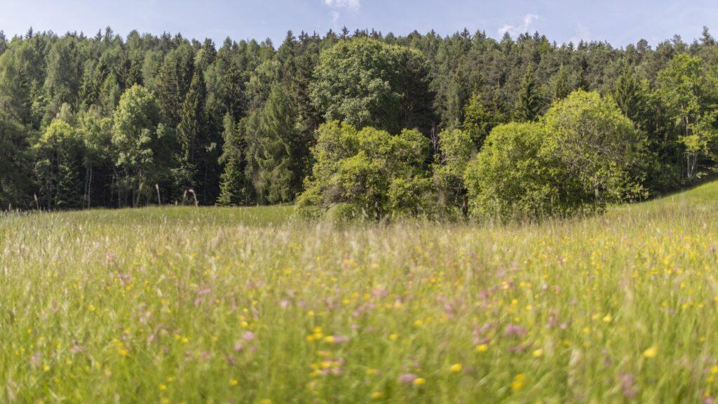 Eine üppig grüne Wiese voller gelber und violetter Wildblumen, umgeben von dichten, leuchtenden Bäumen unter einem strahlend blauen Himmel, vermittelt eine ruhige und friedliche Atmosphäre in Südtirol.
