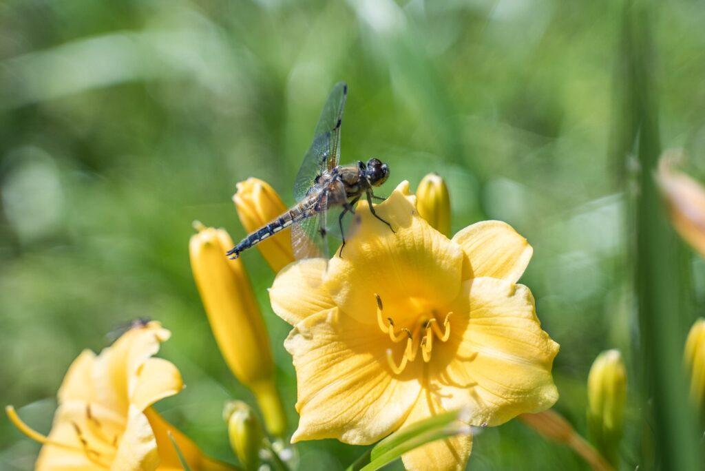 Eine lebhafte Libelle sitzt auf einer leuchtend gelben Lilie im sonnendurchfluteten Garten des nachhaltigen Hotels Weihrerhof, umgeben von verschwommenem grünem Laub, und vermittelt eine ruhige und natürliche Szene.