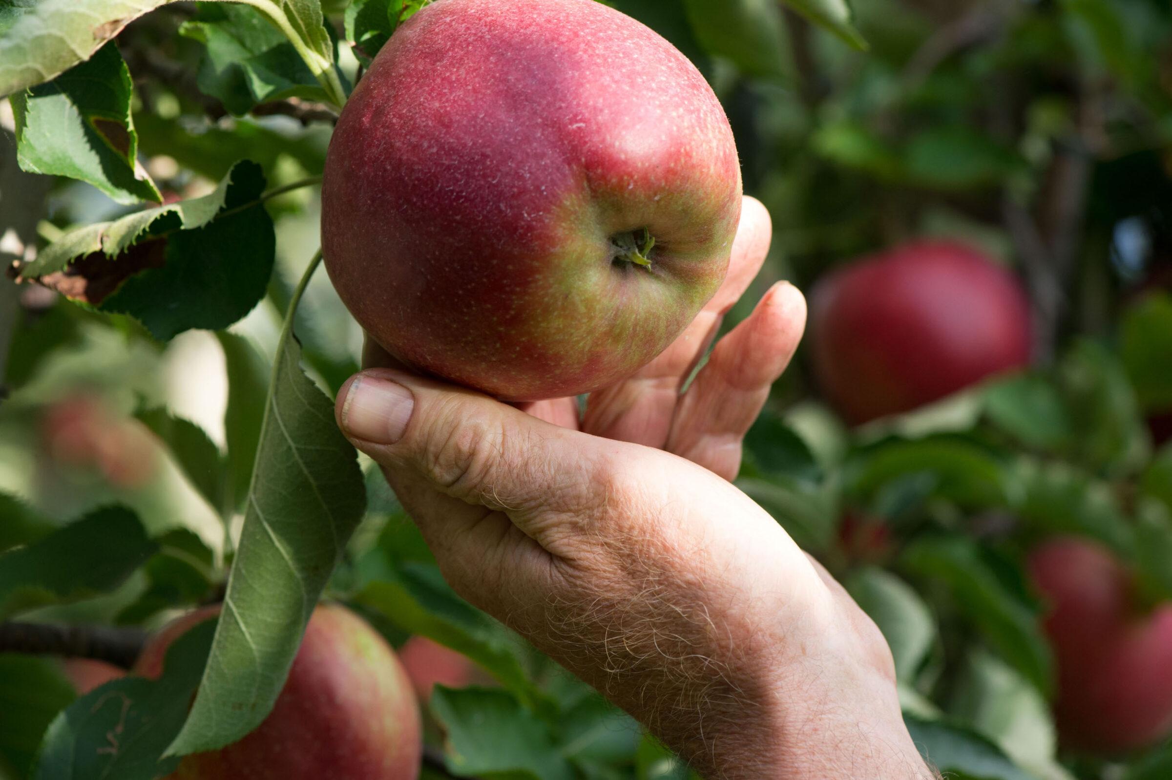 Bio-Landhotel Gerbehof mit bio-zertifizierter Landwirtschaft und Obstplantage (Apfel)