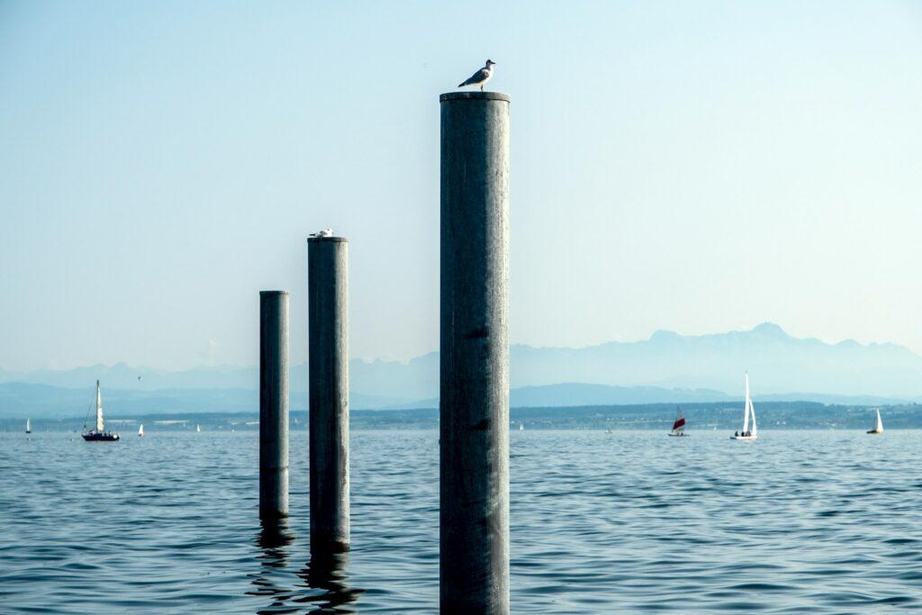 Eine Möwe sitzt auf einer von vier zylindrischen Säulen im ruhigen Wasser des Bodensees, mit Segelbooten und fernen Bergen unter einem klaren blauen Himmel, was eine friedliche Szene ergibt.