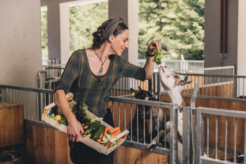 A woman in a plaid shirt feeds leaves from a vegetable crate to a goat in a barn at the Klosterbräu Hotel. She smiles warmly and conveys a sense of joy and care.