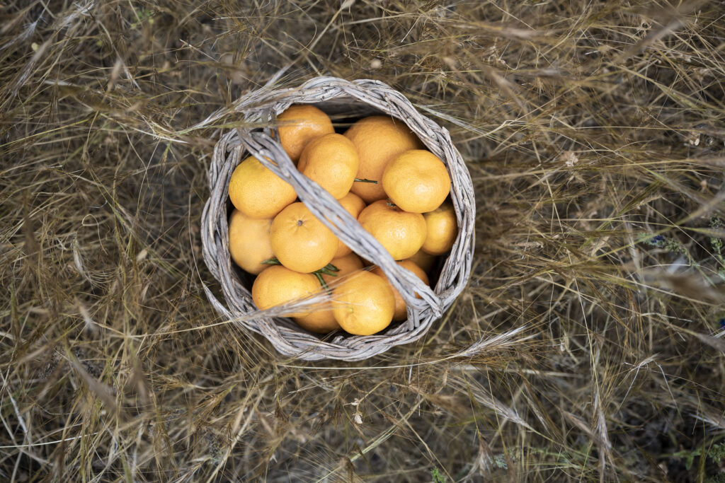 Sustainable Sicilian Cuisine: Lemons from the own garden