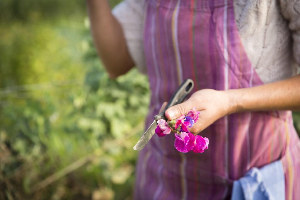Eine Frau in pinkem Kleid hält ein Gartenmesser und essbare Blüten in der Hand
