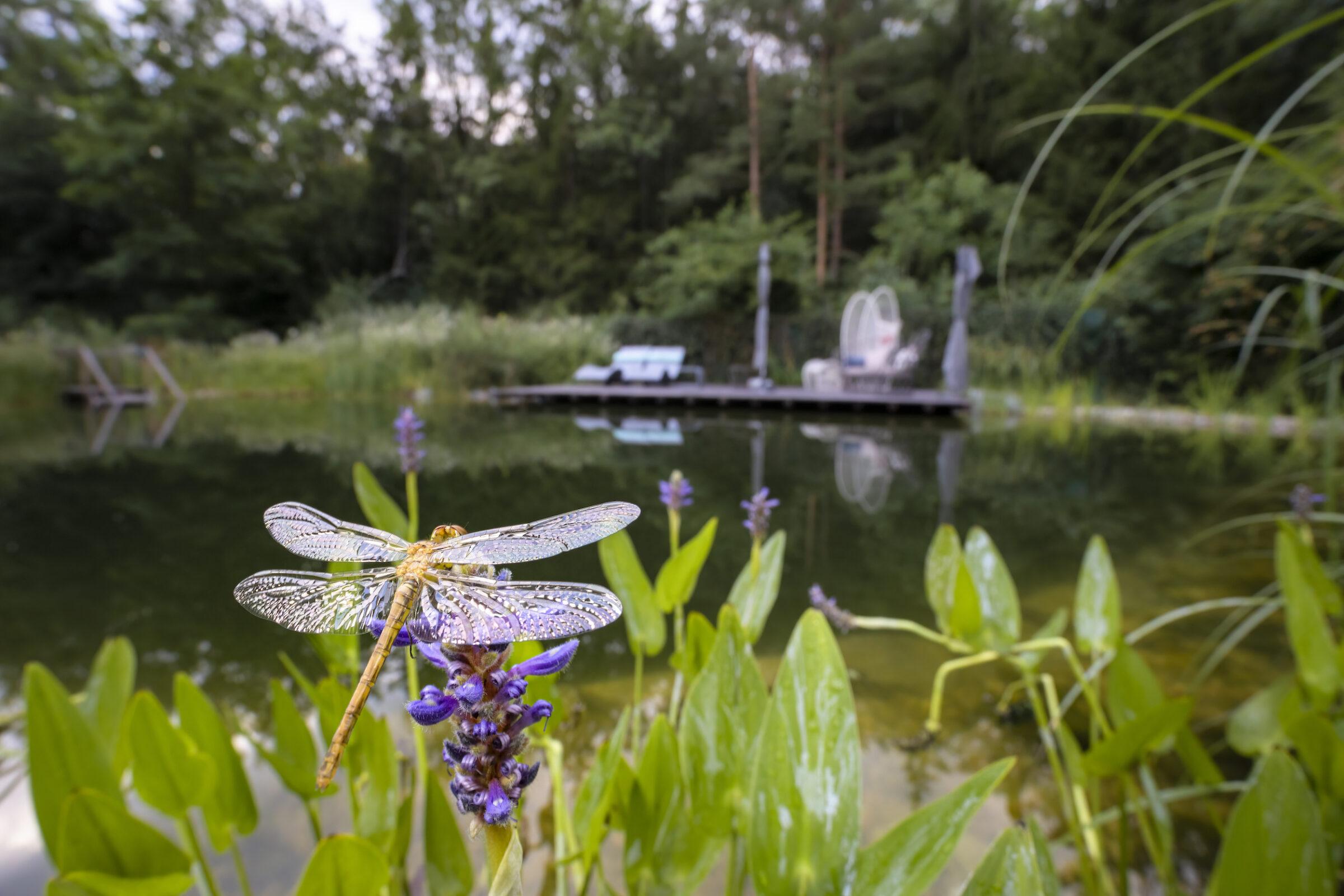 Libelle am Naturteich