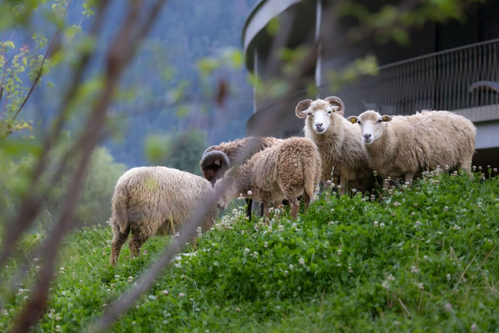Sheep in a meadow. In the background, the curved shape of the sustainable OLM Nature Escape aparthotel.