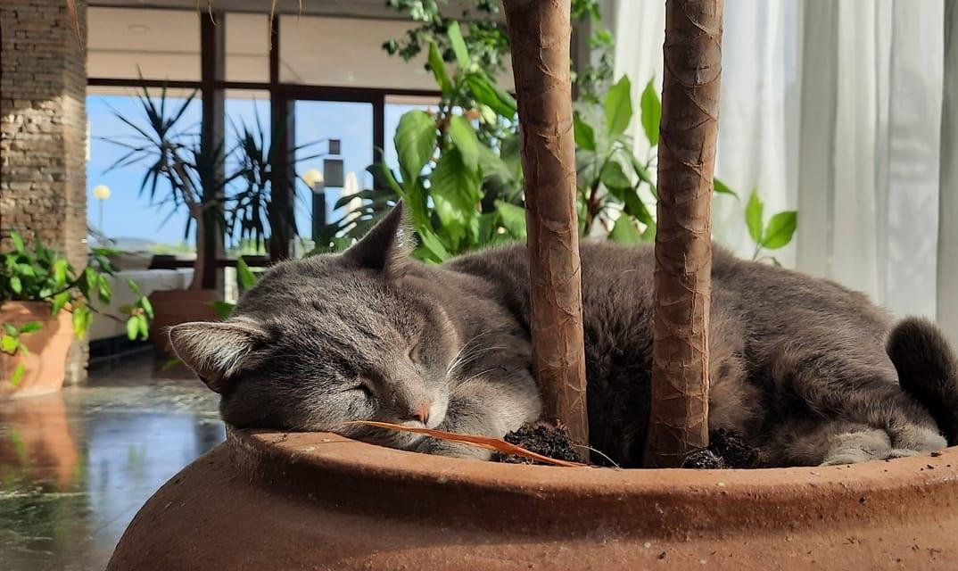 A gray cat sleeps peacefully in a sunlit terracotta planter among lush houseplants in the sustainable Hotel Korinjak in Croatia. The environment is calm and cozy, with soft natural light.