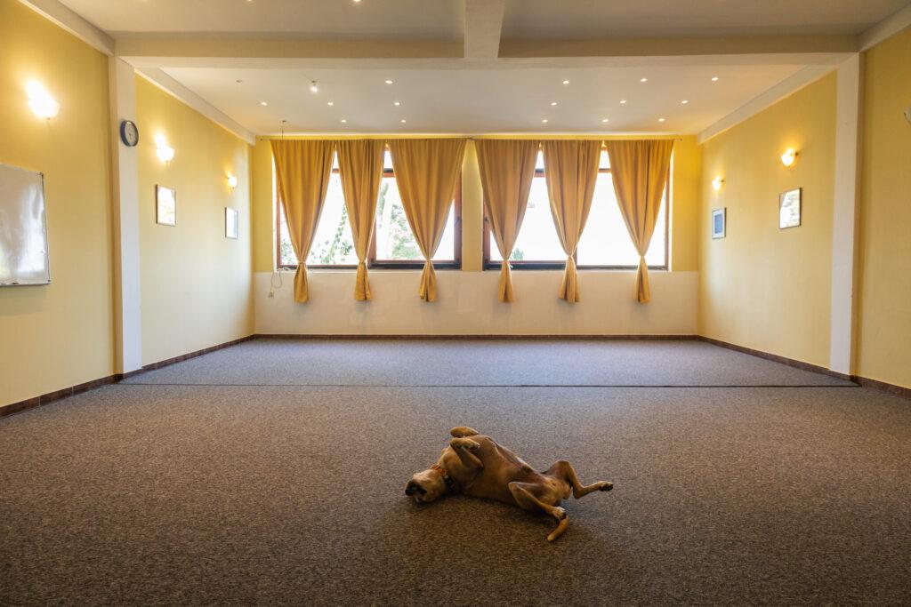 Ein Hund liegt auf dem Rücken in einem leeren, gut beleuchteten Raum mit gelben Wänden und Vorhängen um hundefreundlichen, nachhaltigen Hotel Korinjak, Kroatien. Die Atmosphäre ist ruhig und einladend, mit sanfter Beleuchtung.