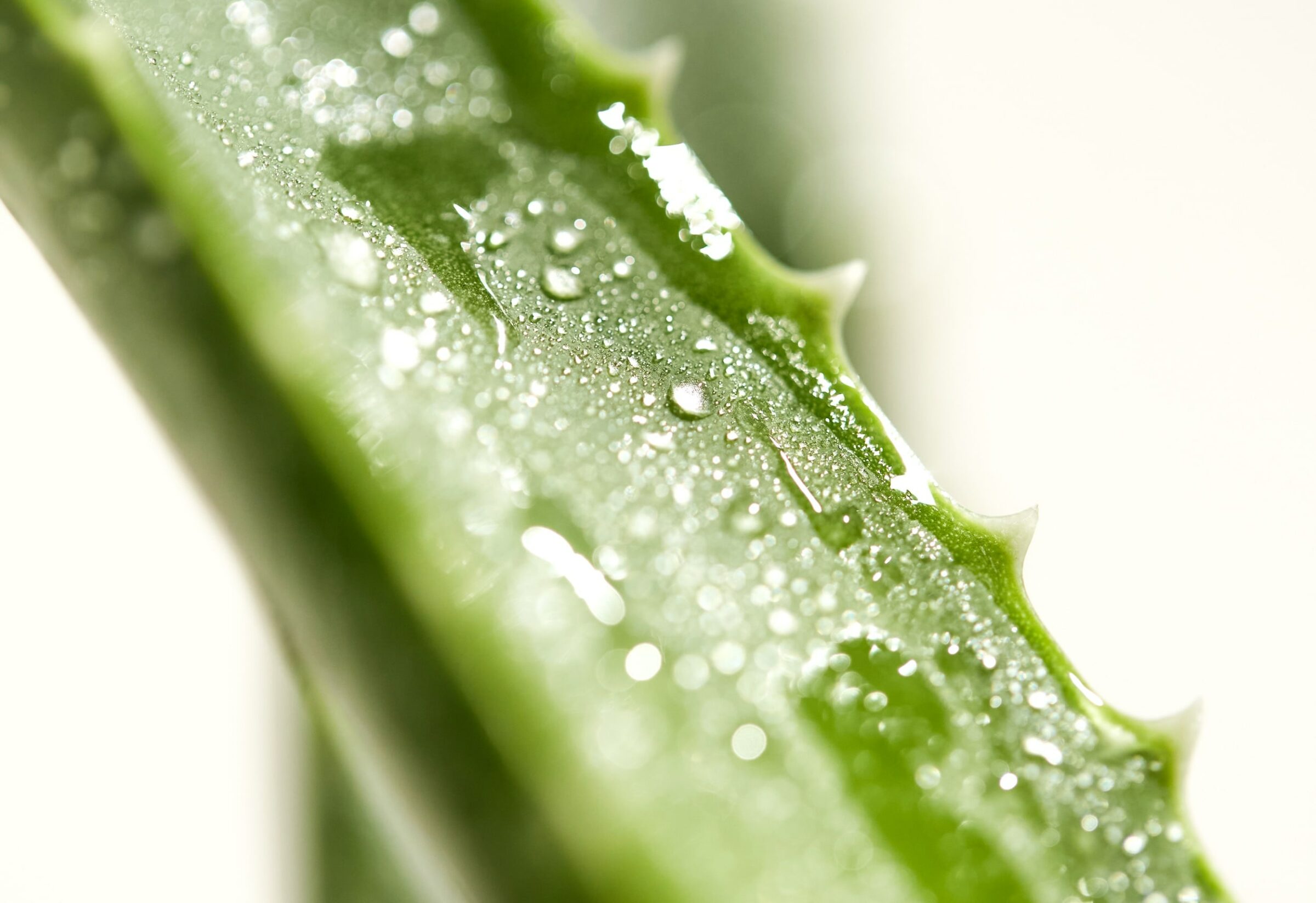 Nahaufnahme eines taufrischen grünen Aloe-Blattes mit gezackten Rändern, das im sanften Licht glänzt. Das Bild vermittelt eine frische, natürliche und beruhigende Atmosphäre.