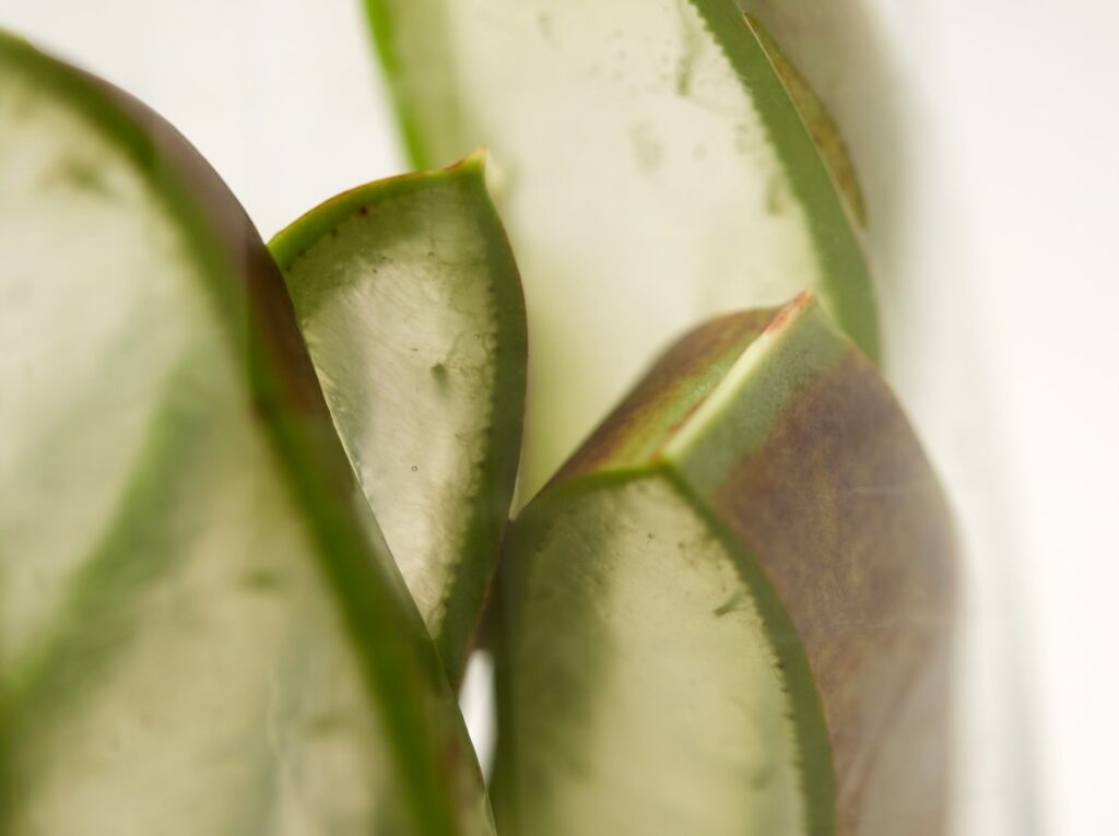 Nahaufnahme von Aloe-Vera-Blättern, die ihre dicke, grüne Außenhaut und ihr durchscheinendes Gel im Inneren zeigen und ein frisches und natürliches Motiv vermitteln.