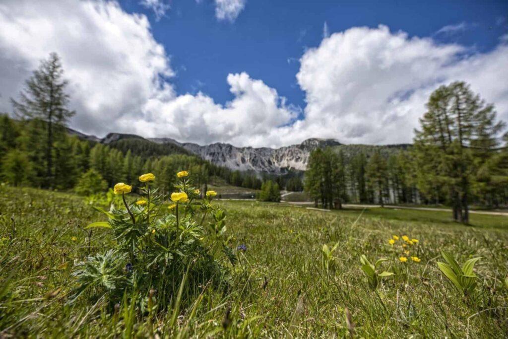 A lush green meadow with bright yellow flowers in the foreground in Carinthia, Austria, against a backdrop of pine trees and rugged mountains under a partly cloudy blue sky.