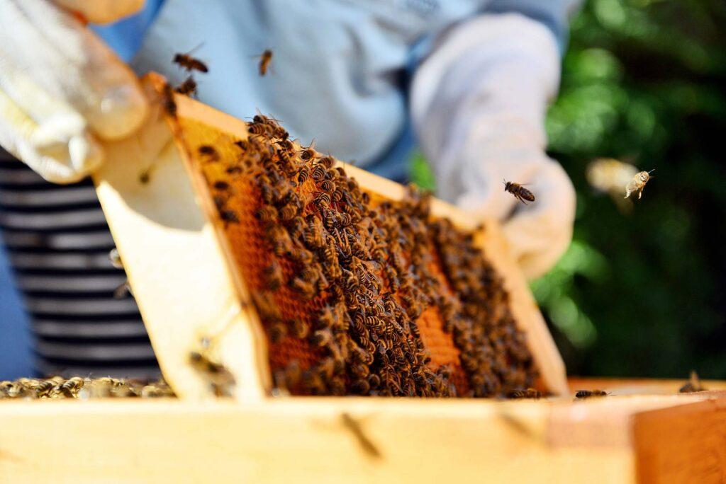 A beekeeper at Lerchenhof Castle in Austria, wearing protective clothing, holds a wooden frame covered with bees and collects honey. Bees fly around while the vegetation gently blurs in the background.