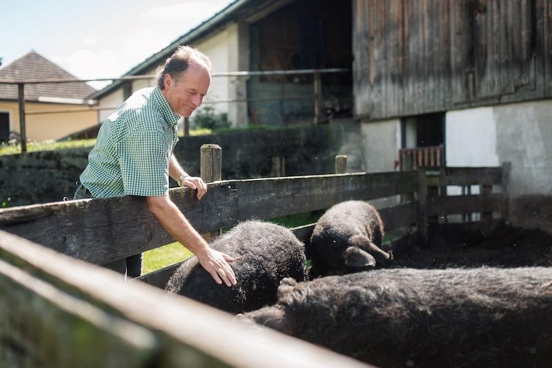 A man in a green plaid shirt gently strokes black pigs in a wooden pen under the sun, near a rustic barn on the castle farm of Schloss Lerchenhof. The scene is peaceful and idyllic.