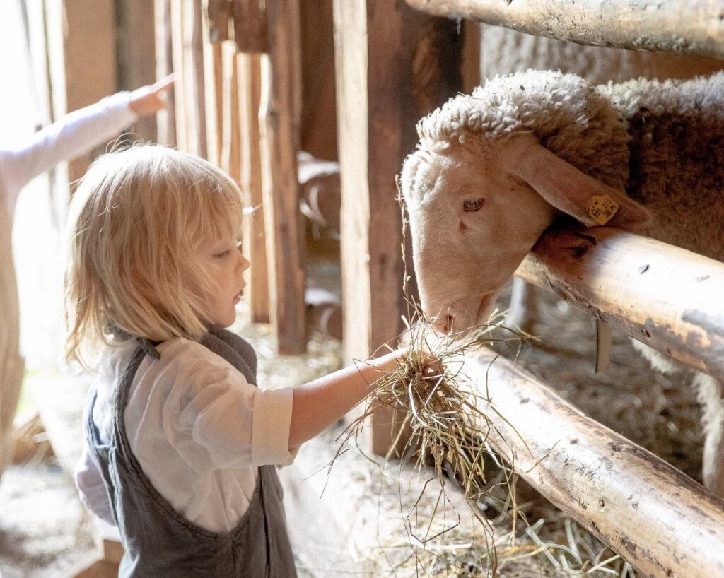 Kind füttert Schaf mit Heu durch Holzzaun in einem Stall im Bio- und Wellnessresort Stanglwirt in Tirol