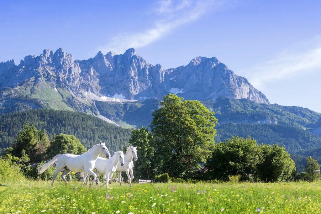 Drei weiße Lipizzaner-Pferde galoppieren über eine blühende Wiese vor der Bergkulisse des Wilden Kaisers in Tirol