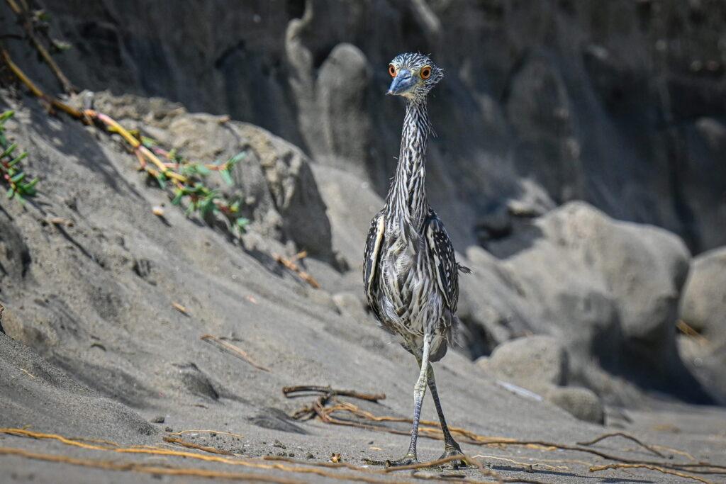 Ein langbeiniger Vogel mit gestreiftem Gefieder und orangefarbenen Augen, der auf sandigem Boden steht, im Hintergrund sind Felsen zu sehen