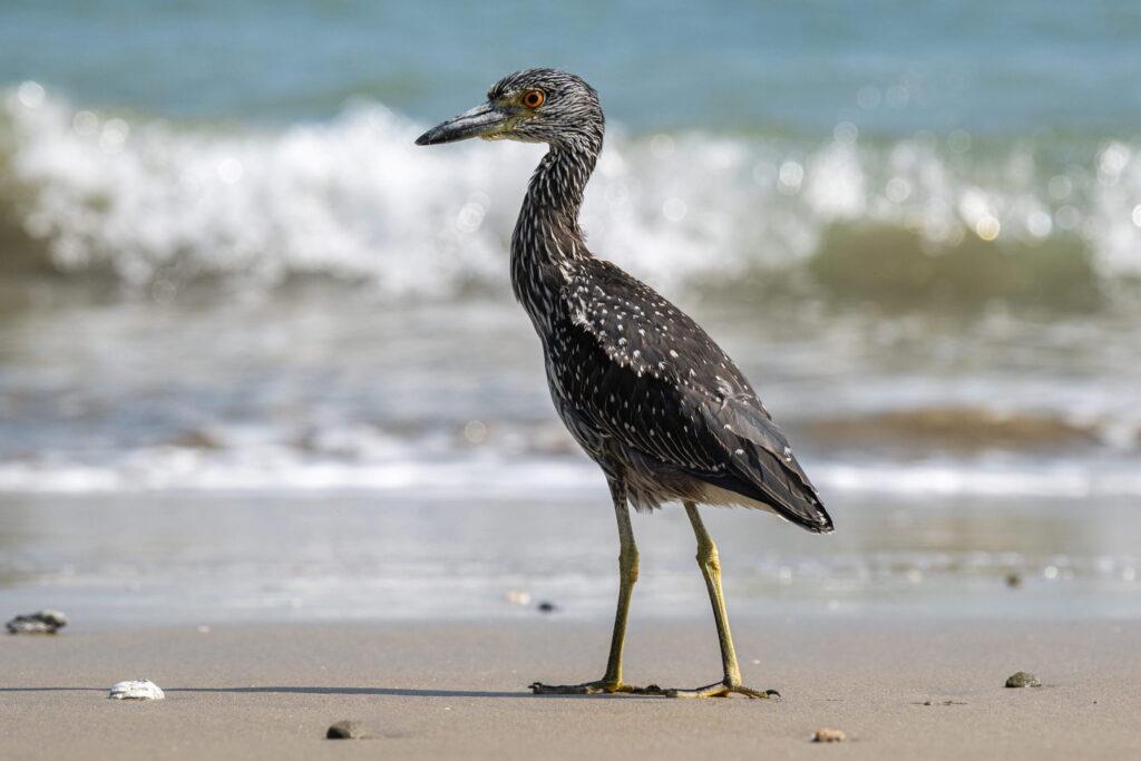 Ein Reiher mit geflecktem Gefieder steht an einem Sandstrand, im Hintergrund sind Meereswellen zu sehen